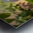 Bichon Frise Puppy Discovers Mysterious Garden Box Impression metal