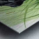 Shih Tzu Puppy Hiding In Tall Grass Metal print