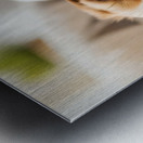 Sleepy Shih Tzu Puppy After Perfect Belly Rubs Metal print