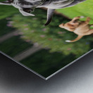 Cane Corso Puppy Spots The Perfect Tennis Ball Metal print