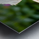 Happy Bichon Frise Puppy With Discovered Toy Treasures Metal print