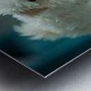 Bichon Frise Puppy Discovers His Reflection Impression metal