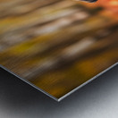 Pug Puppy Crowned With Autumn Leaf Victory Metal print