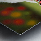 Shih Tzu Puppy Sound Asleep After Playtime Metal print