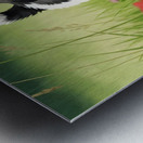 Shih Tzu Puppy Happy In Grass Metal print