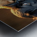 Pug Puppy Rests After Exciting Play Session Impression metal