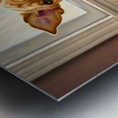 Curious Labrador Puppy Peeking Behind White Curtains Metal print