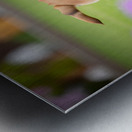 Bulldog Puppy Discovers His Tail Metal print