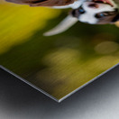 German Shorthaired Pointer Puppy Discovers Big Chew Toy Metal print