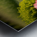 French Bulldog Puppy Discovers A Big Red Hat Impression metal