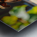 Dachshund Puppys Morning Garden Bounce Metal print