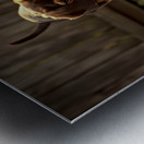 Sleepy Dachshund Puppy Yawns In Garden Metal print