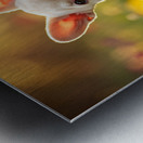 French Bulldog Puppys Cozy Evening Sploot By Fireplace Metal print