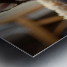 Sleepy Siberian Husky Puppy Dreams In Cozy Bed Metal print