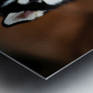 Content Siberian Husky Puppy Relaxes In Comfortable Bed Metal print