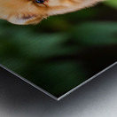 Pomeranian Puppy Sees Extended Hand Metal print