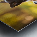 Sleepy Border Collie Puppy Finally Rests With Pack Impression metal