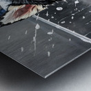 Proud Siberian Husky Puppy After First Professional Grooming Metal print