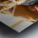 Yorkshire Terrier Puppy Sleeps Peacefully In Blankets Metal print