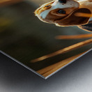 Beagle Puppy Explores By The Pond Impression metal