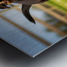 German Shepherd Puppy Watches Pinecone Soar Through Air Metal print