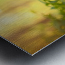 German Shorthaired Pointer Puppy Explores Forest Trail Metal print