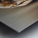 Dachshund Puppy Arrives At The Veterinary Clinic Metal print