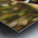 Beagle Puppys Peaceful Moment With Duck Friends Metal print