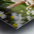 Herby Golden Puppy After Rolling Session Impression metal