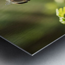 Pug Puppys Magical Garden Adventure Begins Impression metal