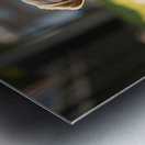 Patient Puppy Rests While Maintaining His Faithful Watch Impression metal