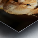 Golden Retriever Puppy Ready To Leave Box Fort Impression metal