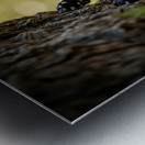 Cane Corso Puppy Spots Squirrel At Tree Base Impression metal