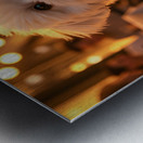 Bichon Frise Puppy Rests After Fun Evening Metal print