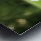 Playful Pomeranian Puppy Finds New Fun Around The Tree Metal print