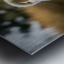 Siberian Husky Puppy Discovers Pinecone In Sunny Garden Metal print