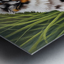 Puppy And Frog Become Peaceful Pond Friends Metal print