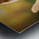 Feather Lands On Happy Pomeranian Puppy Impression metal