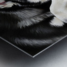 Curious Husky Puppy Discovers Garden Pond Metal print