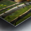 Curious Puppy King Spots Something Interesting Impression metal