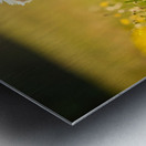 Poodle Puppy Rests Peacefully With Hedgehog Companion Metal print