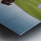 Bulldog Puppy Ready For Takeoff Adventure Metal print