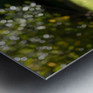 Poodle Puppy Discovers Shadow Play On Sunny Day Metal print