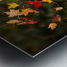 Pug Puppy Rests After Wind Play Impression metal