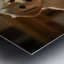 Apologetic Golden Retriever Puppy Looking Sorry Metal print