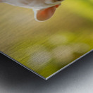 Satisfied Puppy After Apple Snack Metal print