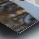 Content Pug Puppy Resting After Snow Day Adventure Metal print