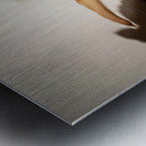 Sleepy Golden Retriever Puppy Rests After Shadow Chase Metal print