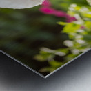 Curious Bichon Frise Puppy Discovers Garden Watering Can Impression metal