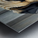 Pug Puppy Sits Proudly After Successful Guard Duty Impression metal